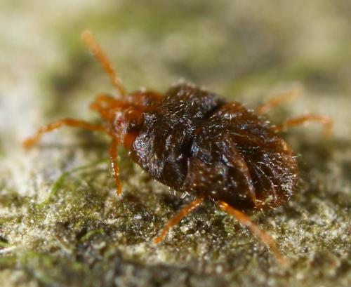 Abrolophus sp.